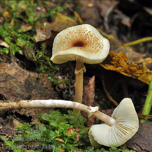 Lepiota cristata bi4963