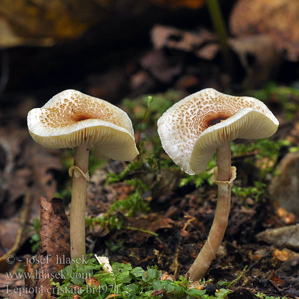 Lepiota cristata bi4971