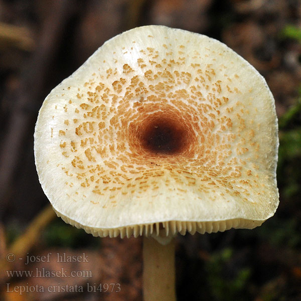 Lepiota cristata bi4973