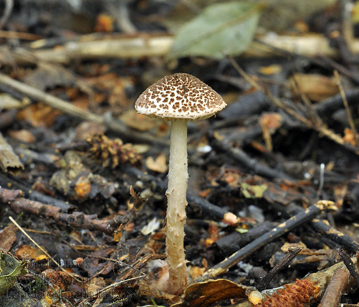 Lepiota echinella Bedla štětinkatá