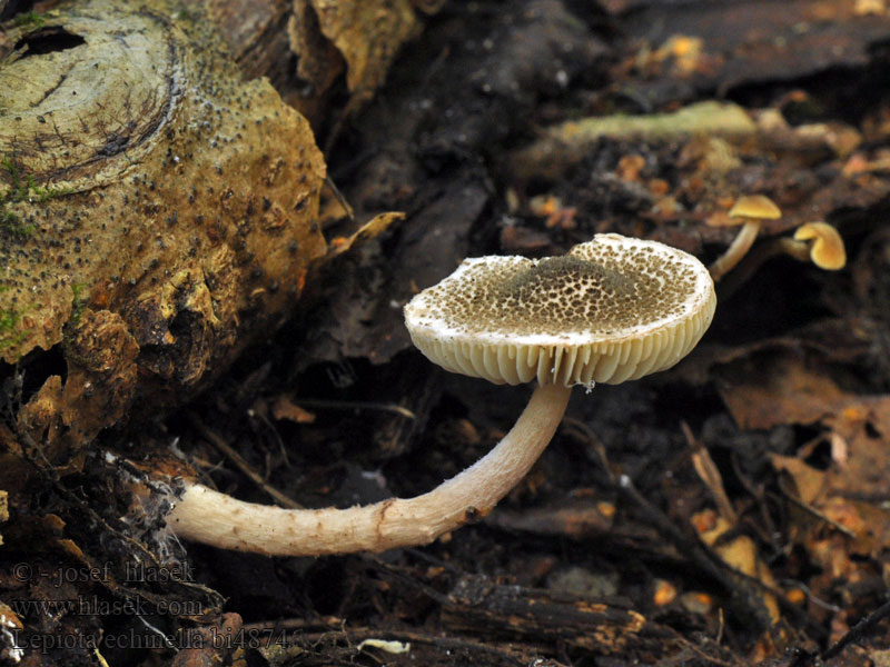 Lepiota echinella Borstiger Schirmling