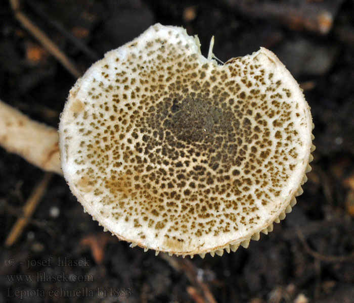 Lepiota echinella Piekhaarparasolzwam