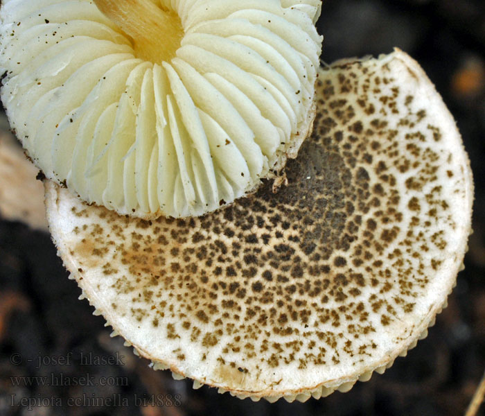 Lepiota echinella Czubajeczka szczeciniastołuskowata