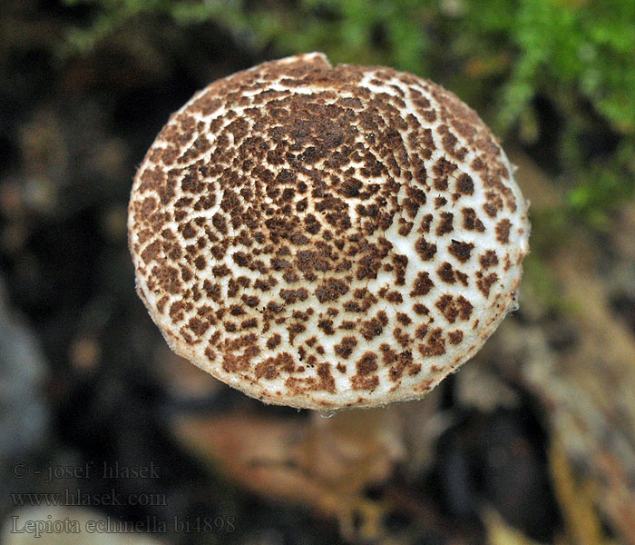 Bedla štětinkatá Lepiota echinella