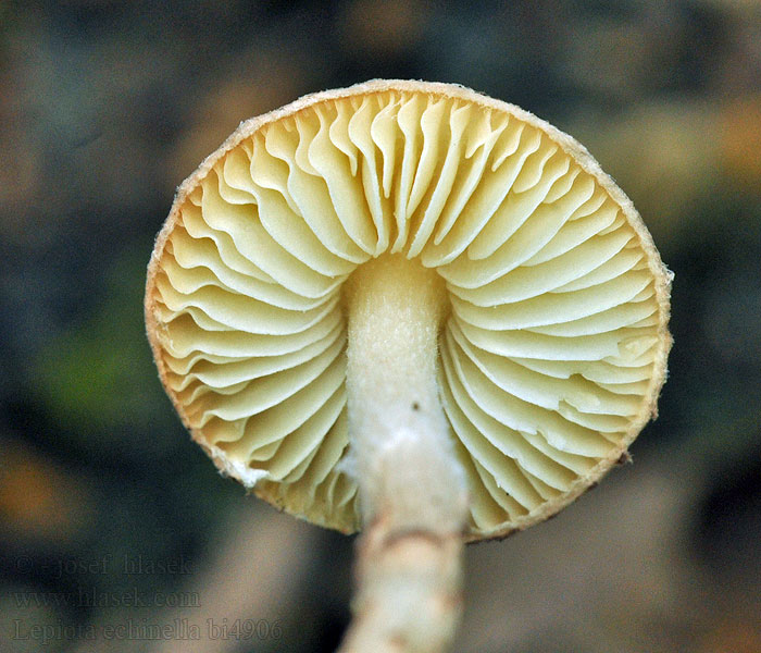 Borstiger Schirmling Lepiota echinella