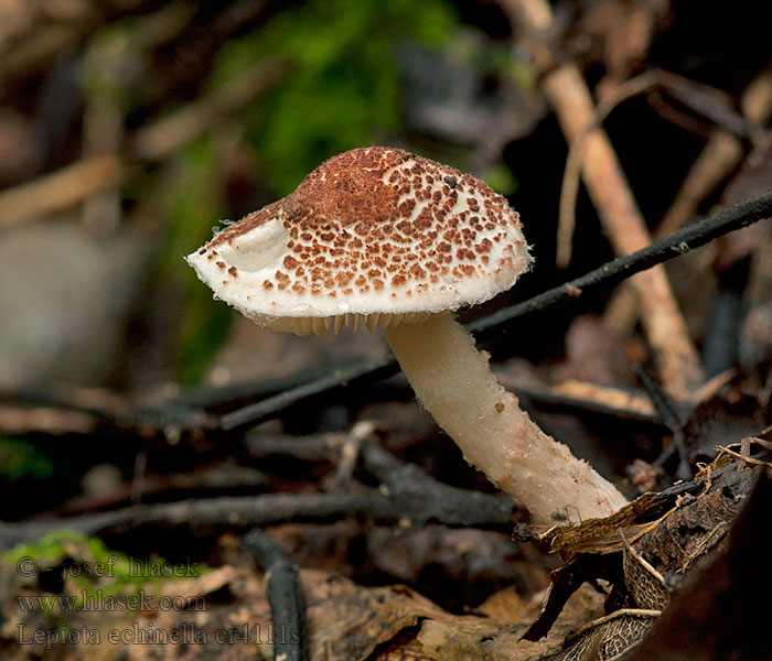 Czubajeczka szczeciniastołuskowata Lepiota echinella