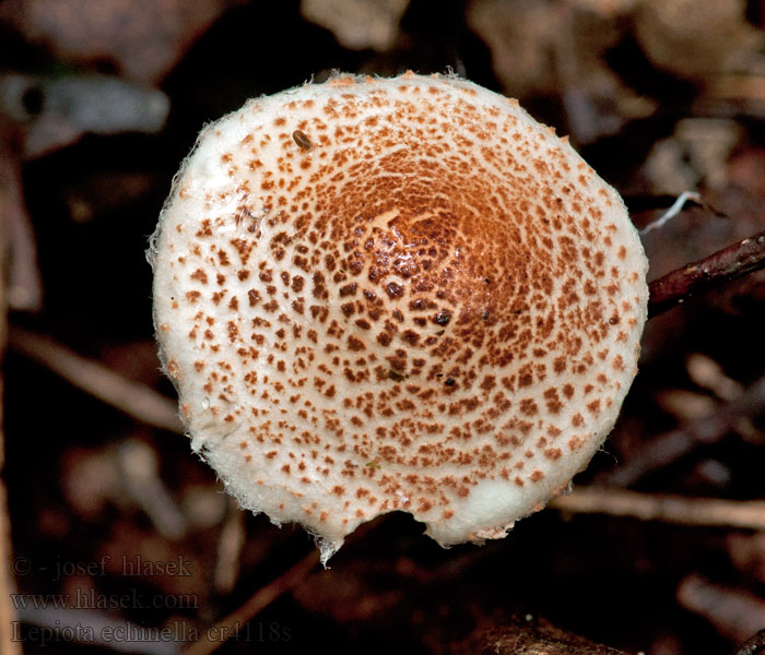 Czubajeczka szczeciniastołuskowata Lepiota echinella