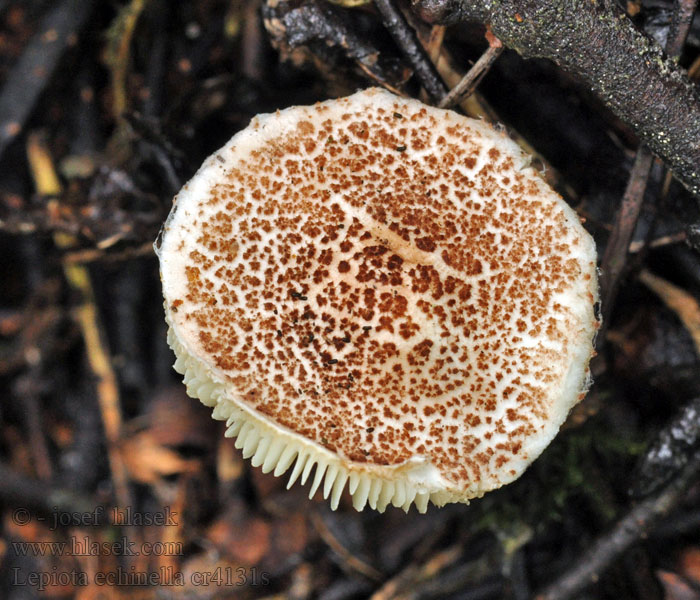 Lepiota echinella