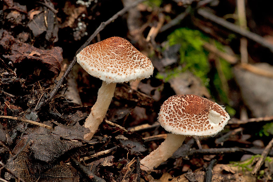 Lepiota echinella