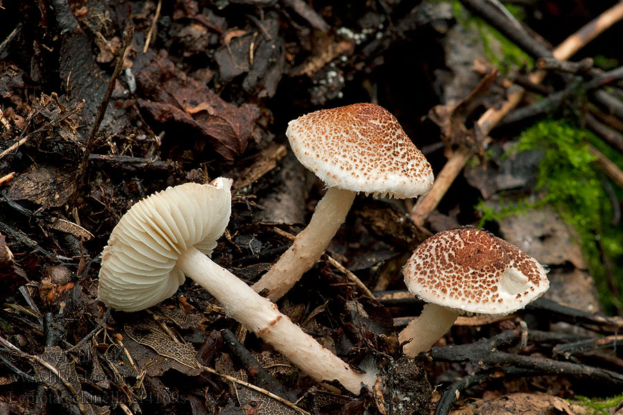 Lepiota echinella