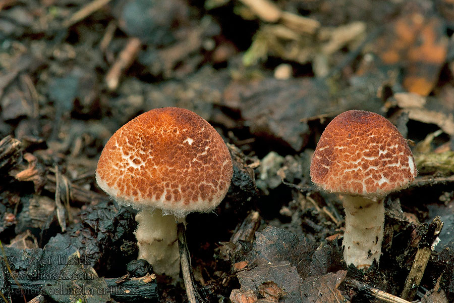 Lepiota echinella