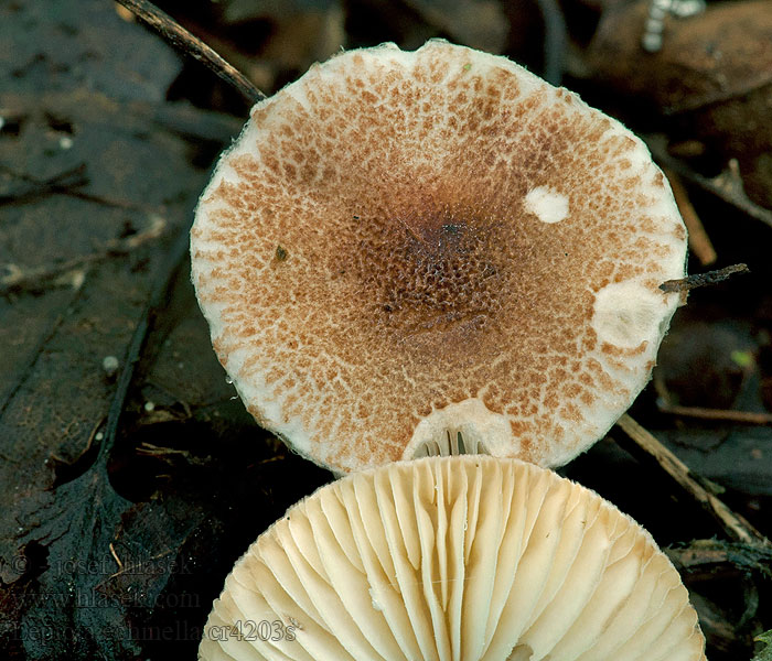 Lepiota echinella