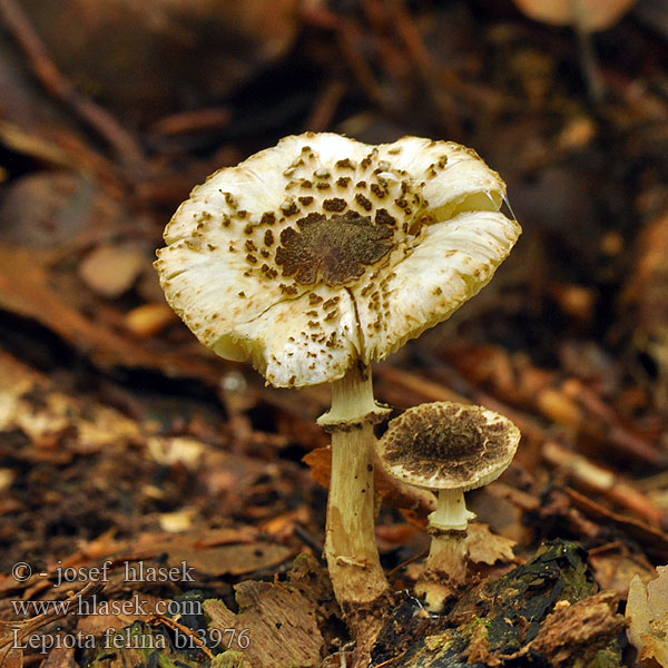 Lepiota felina Lépiote féline Bedla černošupinatá