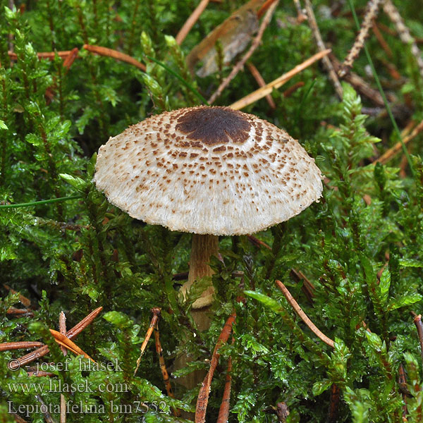 Lepiota felina bm7552