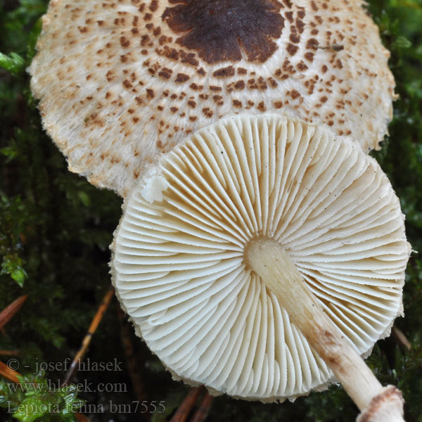 Lepiota felina bm7555