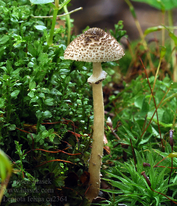 Lepiota felina Sortskællet Parasolhat Siroukonsieni