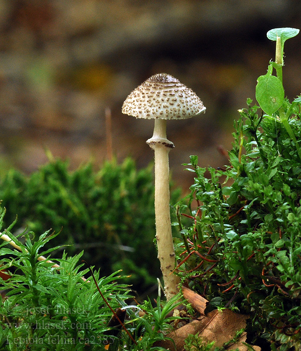 Lepiota felina Panterparasolzwam Svartskjellet parasollsopp