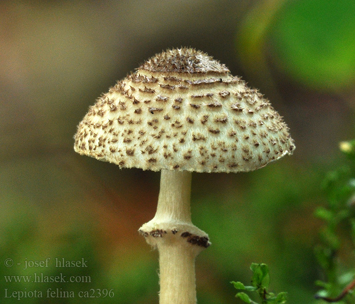 Lepiota felina Svartskjellet parasollsopp