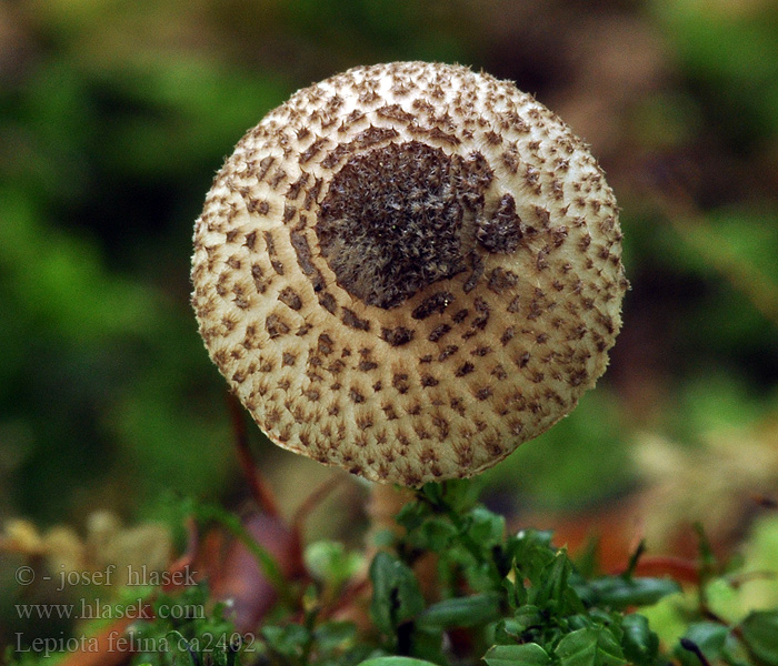 Lepiota felina Svartfjällig fjällskivling