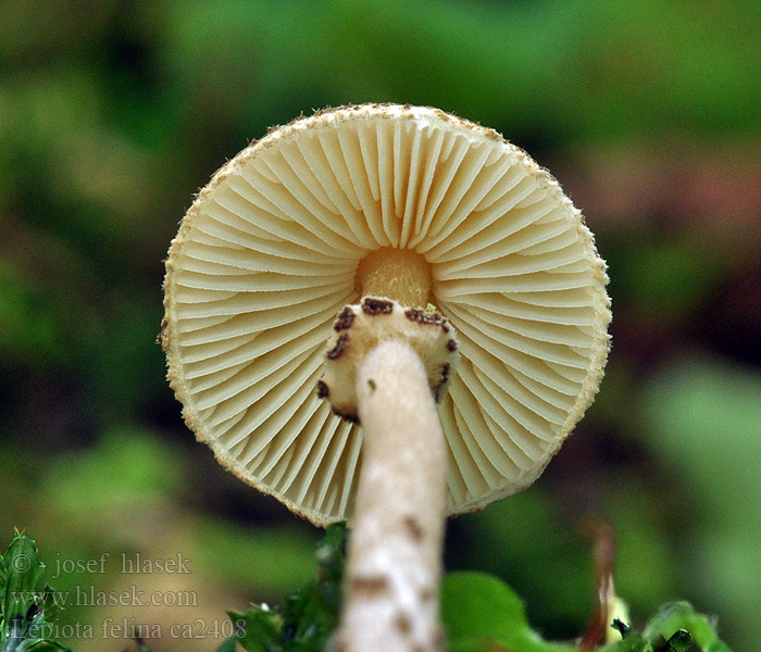 Lepiota felina Bedla černošupinatá