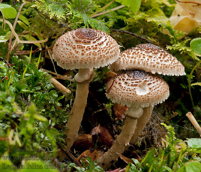 Lepiota felina