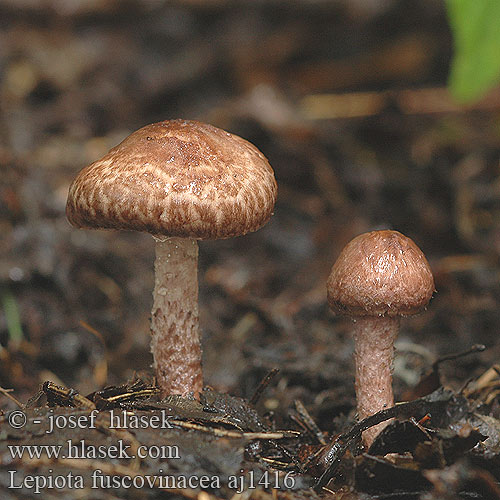 Lepiota fuscovinacea Bedla hnědovínová Weinbrauner Schirmling