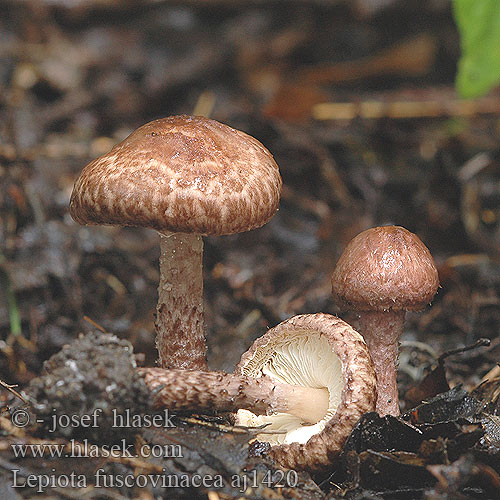 Lepiota fuscovinacea aj1420