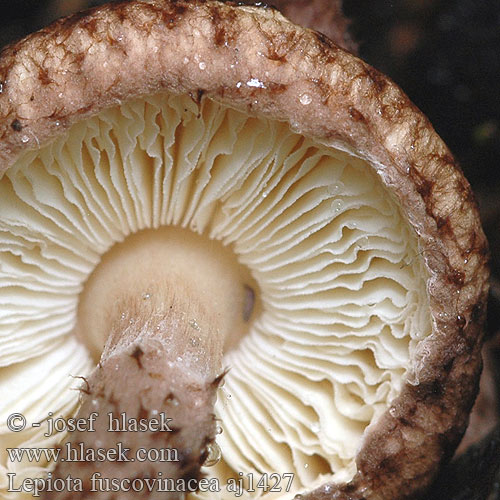 Lepiota fuscovinacea Lépiote vineuse Purperbruine parasolzwam