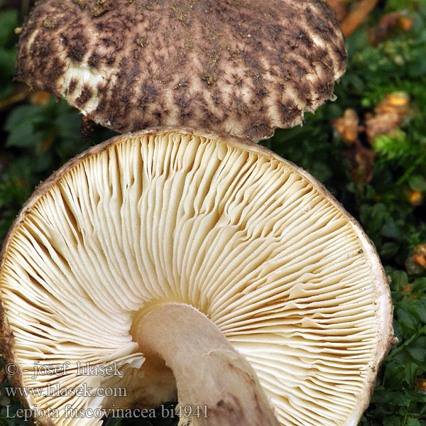 Lepiota fuscovinacea bi4941