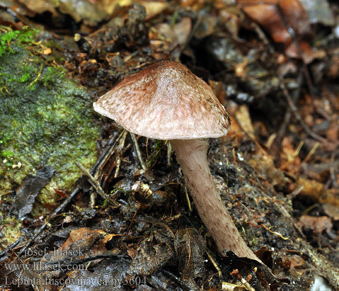 Lepiota fuscovinacea Bedla hnědovínová