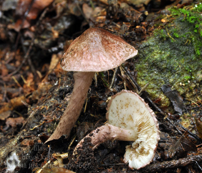 Lepiota fuscovinacea Weinbrauner Schirmling