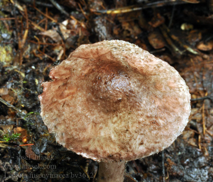 Lépiote vineuse Lepiota fuscovinacea