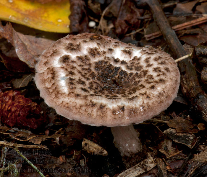 Bedla hnědovínová Lepiota fuscovinacea