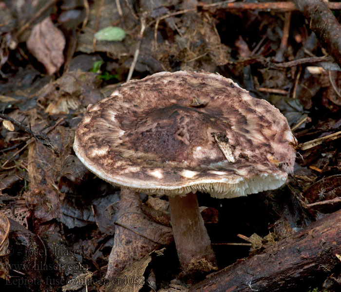 Weinbrauner Schirmling Vinski dežniček Lepiota fuscovinacea