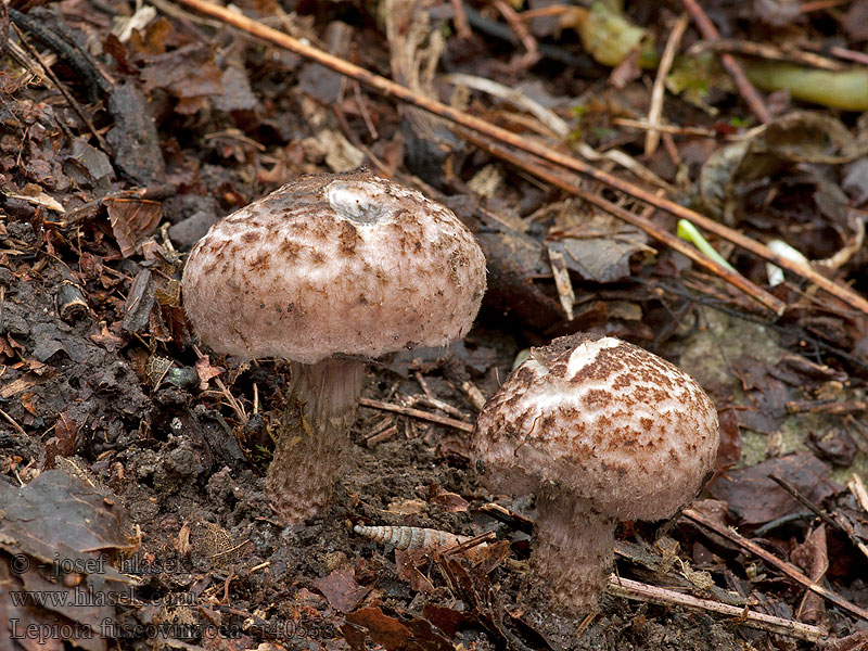 Purperbruine parasolzwam Lepiota fuscovinacea