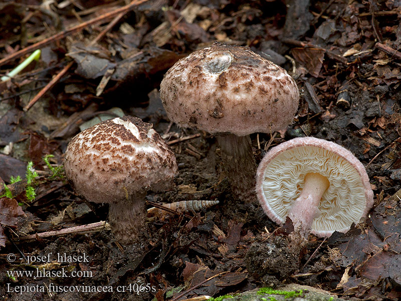 クロワタカラカサタケ Czubajeczka winna Lepiota fuscovinacea