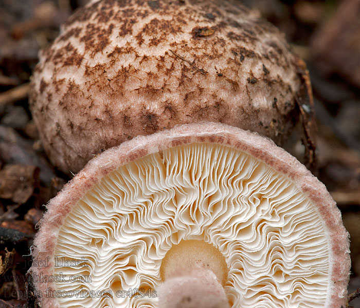 Czubajeczka winna Lepiota fuscovinacea