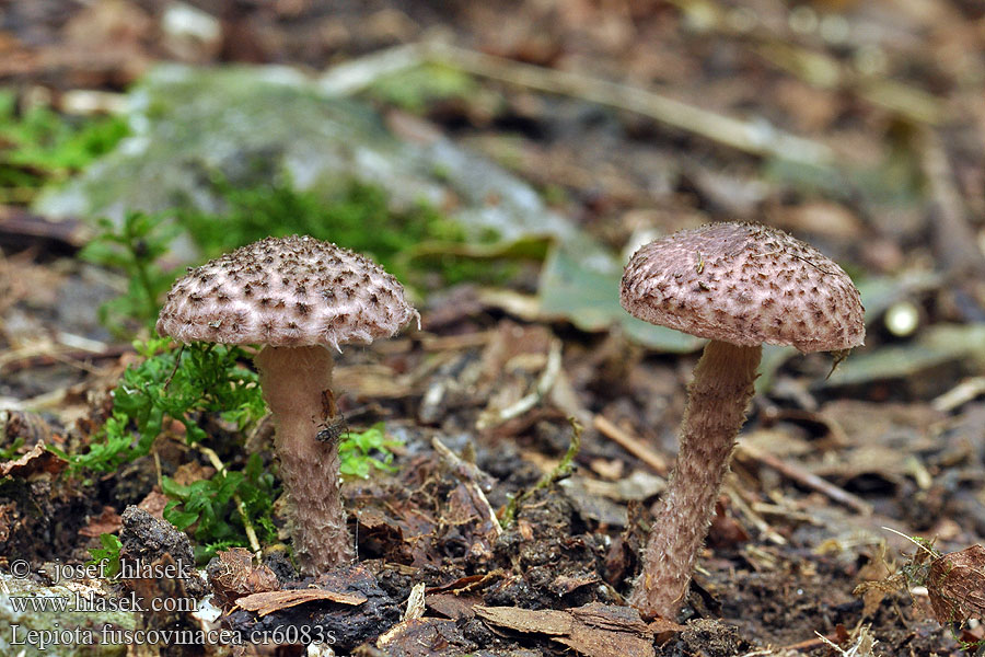 Lepiota fuscovinacea