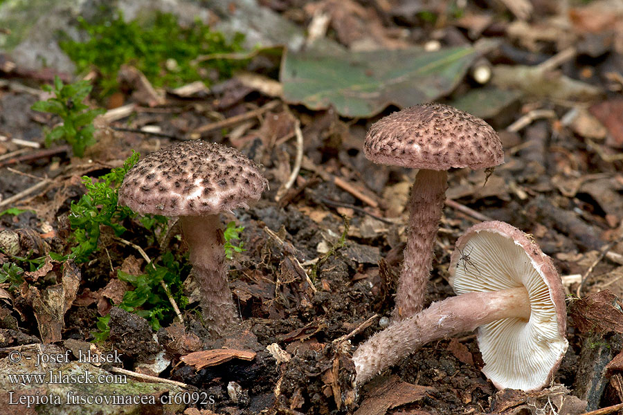 Lepiota fuscovinacea