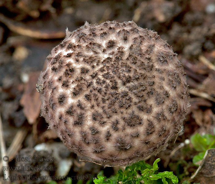 Lepiota fuscovinacea