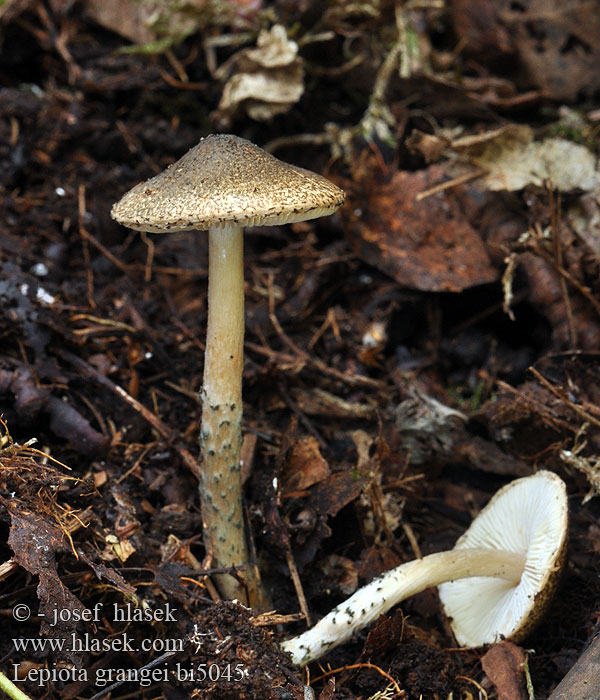 Lepiota grangei bi5045