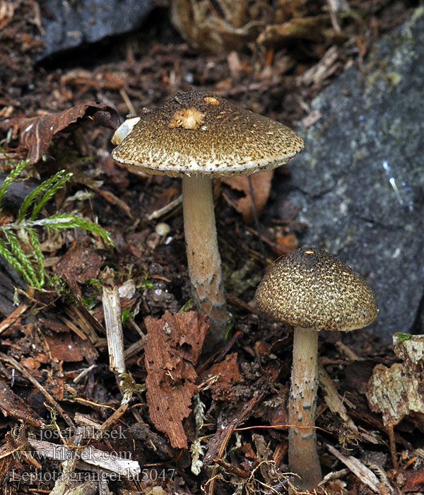 Lepiota grangei bi5047