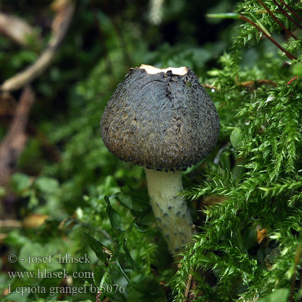 Lepiota grangei bi5056