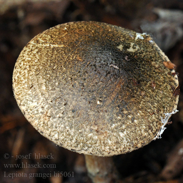 Lepiota grangei bi5061