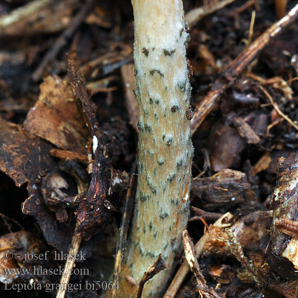 Lepiota grangei bi5064