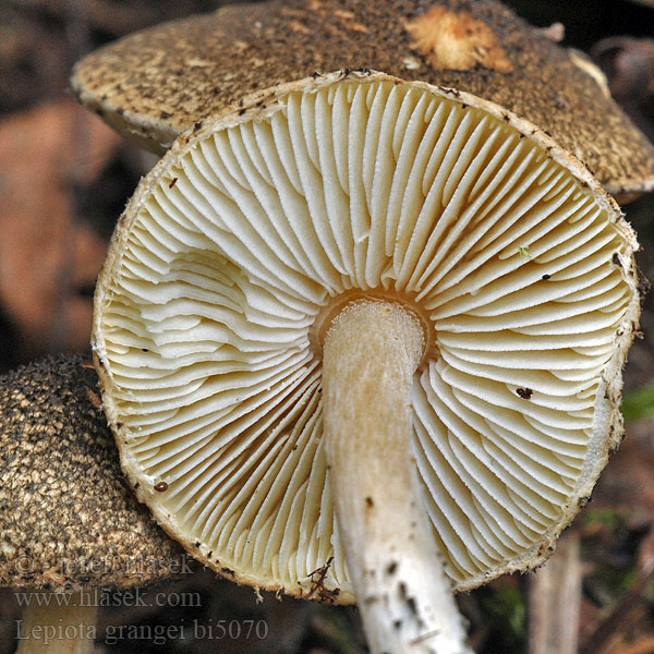 Lepiota grangei bi5070