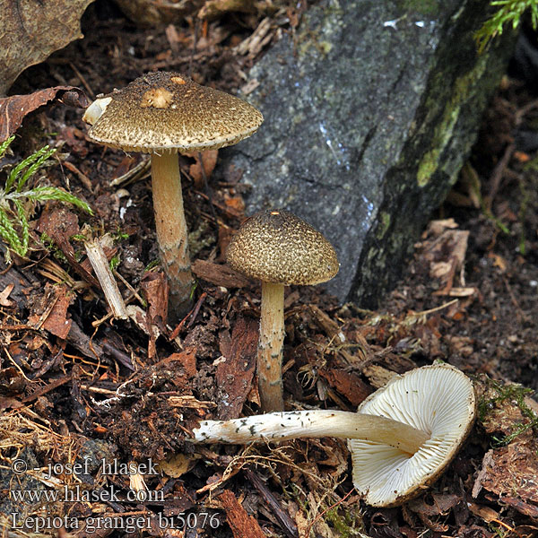 Lepiota grangei bi5076