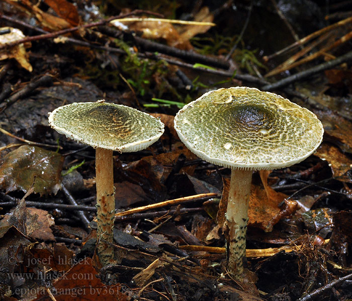 Lepiota grangei Bedla Grangeova