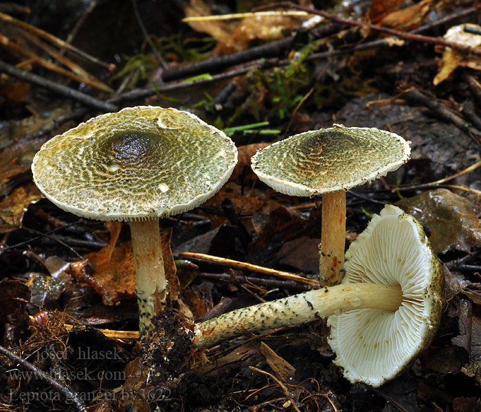 Lepiota grangei Bedlička Grangeova