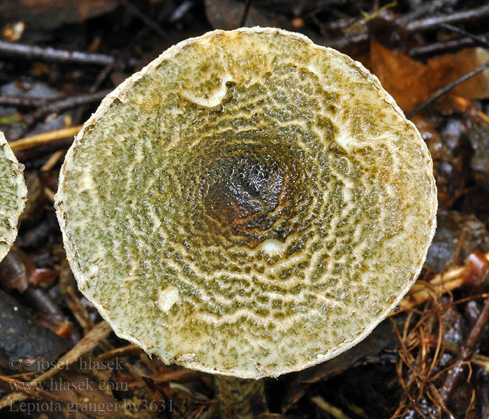 Lepiota grangei Green Dapperling